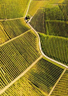 Aerial view of vineyard textures in autumn. Barolo wine region, Langhe, Piedmont, Italy Aerial view of vineyard textures in autumn. Barolo wine region, Langhe, Piedmont, Italy