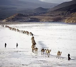 Lake Assal Collection: An Afar camel caravan crosses the salt flats of Lake Assal