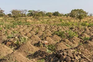 Related Images Collection: Africa, Benin, Taneka mountain. Cultivated field with cassava