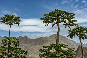 Cape Verde Gallery: 
