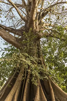 Bissau Collection: Africa, Guinea Bissau. Bijagos Islands. Majestic Kapok Trees