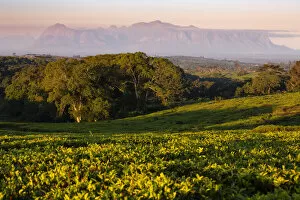 Mulanje Collection: Africa, Malawi, Southern Africa, Thiolo district, Cultivations of tea