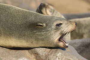 Images Dated 7th December 2012: Africa, Namibia, Cape Cross, Seal Colony on the Skelleton Coast