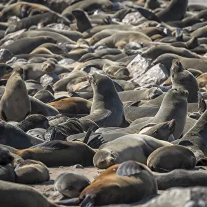 Africa, Namibia, Cape Cross. Seals reserve Africa, Namibia, Cape Cross. Seals reserve