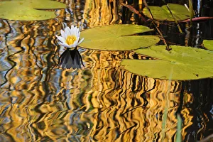 Africa, Namibia, Caprivi, Bwa Bwata National Park, Lily pads reflecting in the water Africa, Namibia, Caprivi, Bwa Bwata National Park, Lily pads reflecting in the water