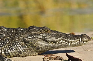 Images Dated 7th December 2012: Africa, Namibia, Caprivi, Crocodile in the Bwa Bwata National Park