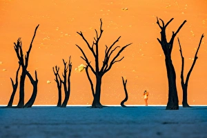 Africa, Namibia, Deadvlei, Namib desert, dead acacia trees Africa, Namibia, Deadvlei, Namib desert, dead acacia trees