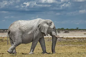 Africa, Namibia, Ethosha National Park. A big male elephant in the Ethosha Park Africa, Namibia, Ethosha National Park. A big male elephant in the Ethosha Park