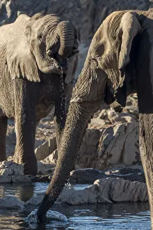 Africa, Namibia, Hobatere concession. Two male desert elephants at the waterhole Africa, Namibia, Hobatere concession. Two male desert elephants at the waterhole