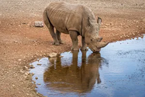 Africa, Namibia, Mariental. White Rhino drinking Africa, Namibia, Mariental. White Rhino drinking