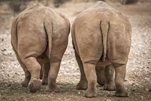 Africa, Namibia, Mariental. White Rhinos Africa, Namibia, Mariental. White Rhinos