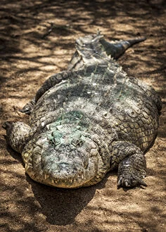 Otjiwarongo Gallery: Africa, Namibia, Otjiwarongo. Crocodile at the farm