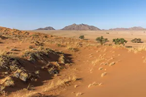 Africa, Namibia, Sossusvlei. Elim dune Africa, Namibia, Sossusvlei. Elim dune