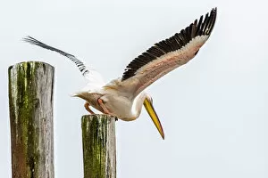 Africa, Namibia, Walvis Bay. Pelican taking off