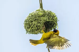 Masked Collection: Africa, Namibia. a weaver bird building a nest