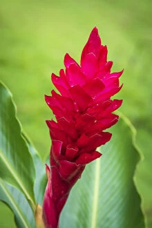 Africa, SA£o TomAA┬¿ and Principe. Close up of beautiful tropical flower in Principe Island
