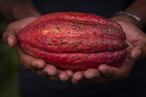 Africa, SA£o TomAA┬¿ and Principe. Ripe cocoa fruit