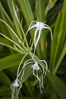 Africa, SA£o TomAA┬¿ and Principe. Tropical white spider lilly