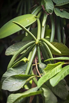 Africa, SA£o TomAA┬¿ and Principe. Vanilla plant