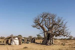 Africa, Senegal. A Baobab tree with a little craft market Africa, Senegal. A Baobab tree with a little craft market