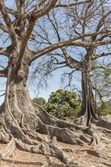 Africa, Senegal, Casamance. Majestic Kapok Trees Africa, Senegal, Casamance. Majestic Kapok Trees