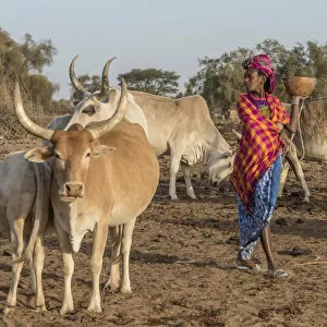 Africa, Senegal. A Fulani woman going out to milk the Zebus