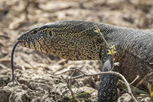 Island of Saint-Louis Collection: Africa, Senegal, Saint-Louis. A monitor lizard in the Djoudj National Park