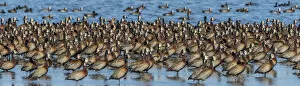 Island of Saint-Louis Collection: Africa, Senegal, Saint-Louis. White faced whistling ducks in the Djoudj National Park