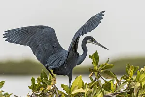 Africa, Senegal, Sine-Saloum-Delta. Black heron Africa, Senegal, Sine-Saloum-Delta. Black heron