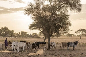 Related Images Collection: Africa, Senegal. Sunrise in a Fulani village, cattle going out