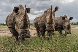 Africa, Southern Africa, South Africa, Swaziland, Black rhinoceros
