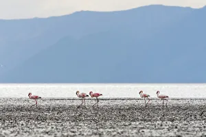 Africa, Tanzania, Eyasi Lake. Lesser flamingos Africa, Tanzania, Eyasi Lake. Lesser flamingos