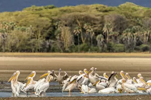Africa, Tanzania, Lake Eyasi. A group of great white pelicans