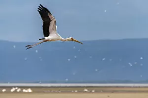 Africa, Tanzania, Lake Eyasi. Yellow billed stork flying
