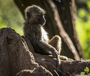 Lake Manyara Collection: africa, Tanzania, Lake Manyara National Park. A young baboon