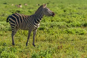 Africa, Tanzania, Loiborsoit. A happy zebra Africa, Tanzania, Loiborsoit. A happy zebra