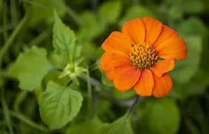 Africa, Tanzania, Loiborsoit. Orange flower Africa, Tanzania, Loiborsoit. Orange flower