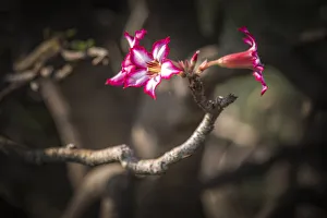 africa, Tanzania, Natron Lake area. The beautiful flowers of the bushmen poison africa, Tanzania, Natron Lake area. The beautiful flowers of the bushmen poison