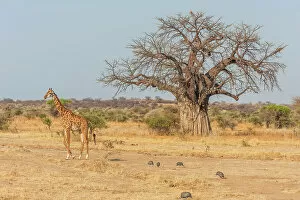 Related Images Collection: Africa, Tanzania, Ruaha National Park. A giraffe walking by a baobab tree