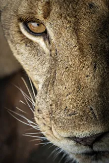 Africa, Tanzania, Selous National Park. A nice portrait of a lioness. National Park Africa, Tanzania, Selous National Park. A nice portrait of a lioness. National Park