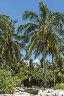 Tanga Collection: Africa, Tanzania, Tanga. Pangani. Coco nut palms on the beach near the fishing village