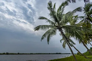 Africa, Togo, Aneho. Palms on the shores of the Togo Lake Africa, Togo, Aneho. Palms on the shores of the Togo Lake
