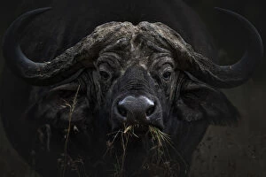 Lake Nakuru Collection: African buffalo or Cape buffalo (Syncerus caffer) in Lake Nakuru National Park