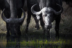 Images Dated 9th September 2016: African cape buffalo drinking from a waterhole in Moremi Game Reserve, on the Okavango