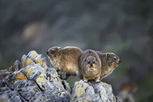 African Clawless otters in Tsitsikamma National Park, Storms River, Eastern Cape African Clawless otters in Tsitsikamma National Park, Storms River, Eastern Cape