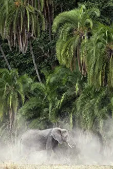 African elephant in the dust with palms in the background, in Serengeti National Park African elephant in the dust with palms in the background, in Serengeti National Park