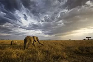 An african elephant at sunset in the Serengeti national park, Tanzania, Africa