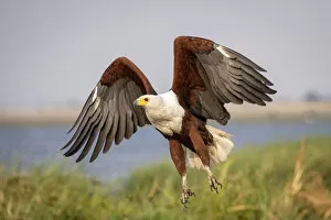 African Fish Eagle, Chobe River, Chobe National Park, Botswana