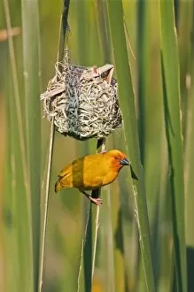 Images Dated 21st August 2010: An African Golden Weaver at its nest near Soni in the Western Arc of the Usambara Mountains