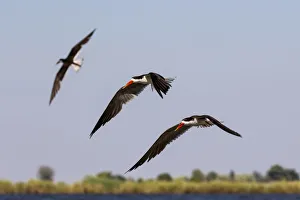 African Skimmers in flight, Chobe River, Chobe National Park, Botswana African Skimmers in flight, Chobe River, Chobe National Park, Botswana